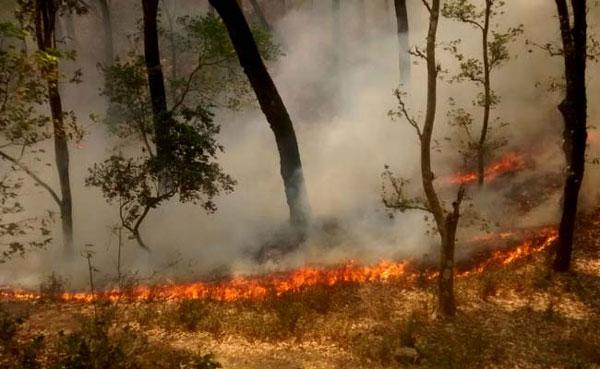 uttarakhandfire:affectedareasdownbyover70pcsaysndrf
